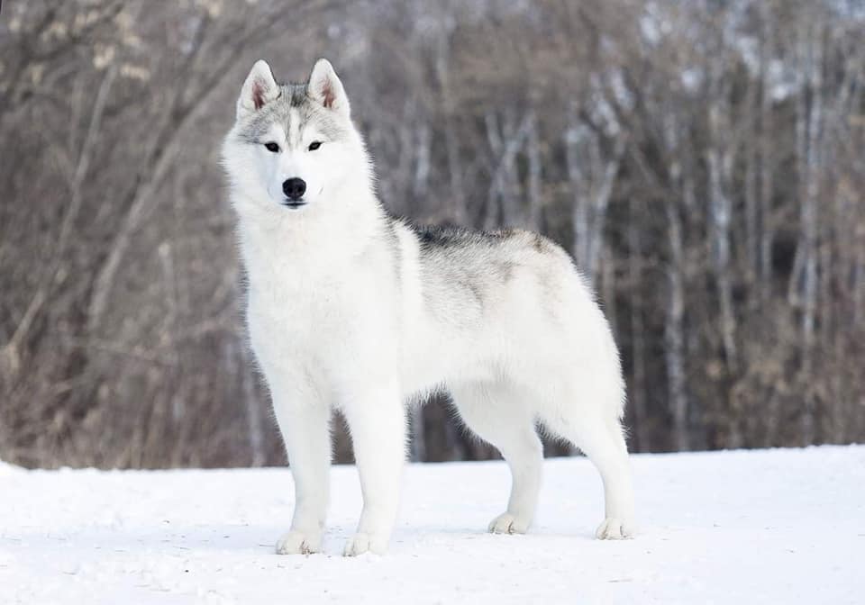 Yukidziro of siberian country