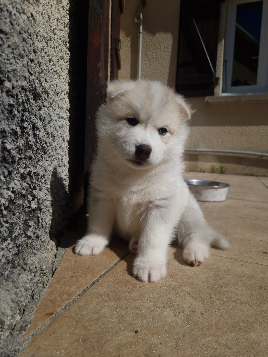 Inner Spirit Legend - Chiots disponibles - Siberian Husky