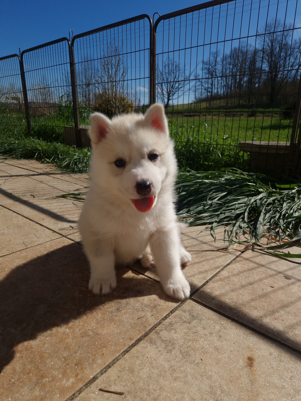 Inner Spirit Legend - Chiots disponibles - Siberian Husky