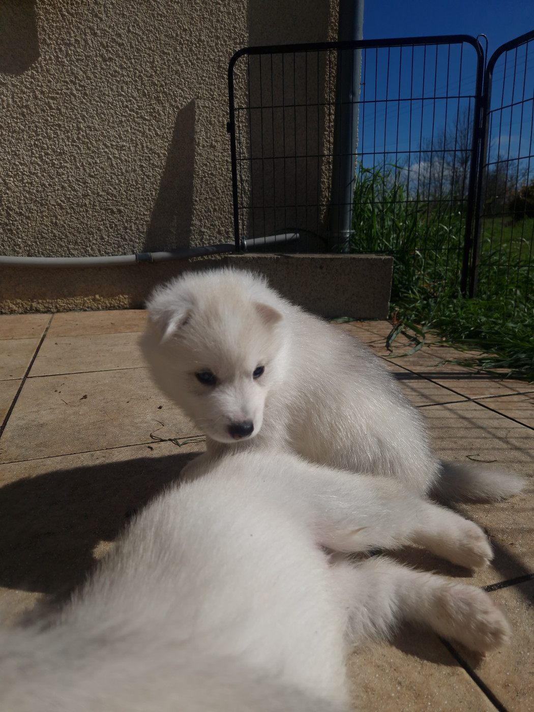 Inner Spirit Legend - Chiots disponibles - Siberian Husky
