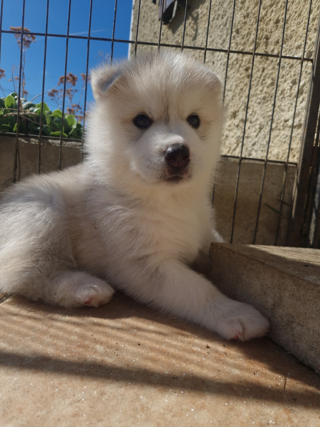 Inner Spirit Legend - Chiots disponibles - Siberian Husky