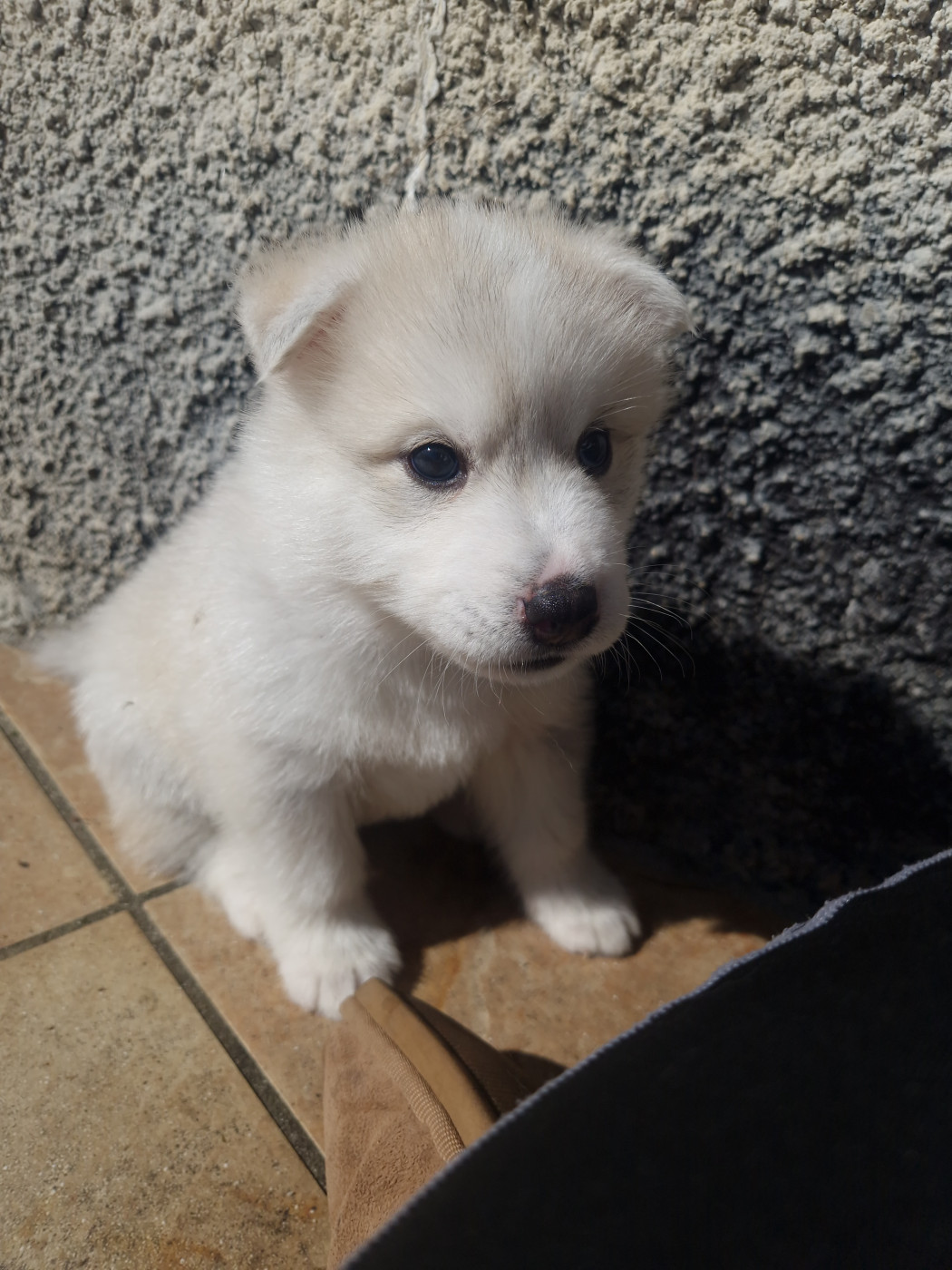 Inner Spirit Legend - Chiots disponibles - Siberian Husky