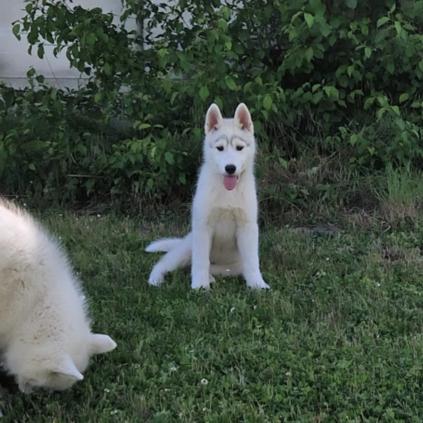 Inner Spirit Legend - Chiots disponibles - Siberian Husky