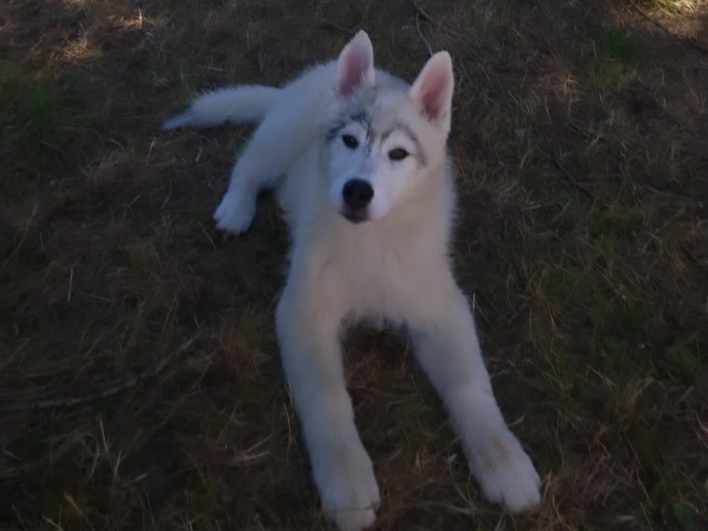 Inner Spirit Legend - Chiots disponibles - Siberian Husky